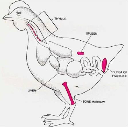 家禽疾病诊断及解剖步骤,家禽解剖特点