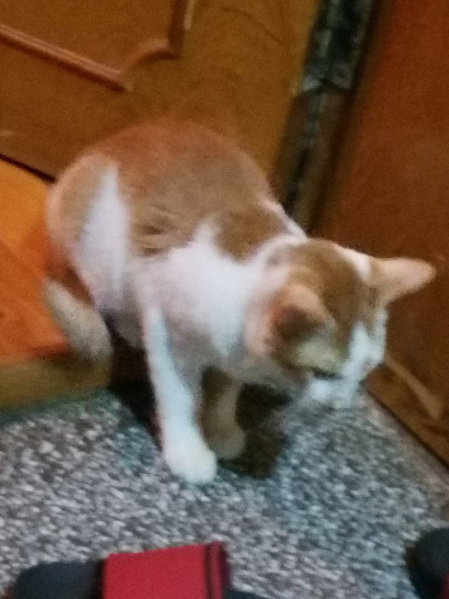 猫得了猫瘟康复后能打猫三联吗,猫咪治疗猫瘟要多久才能好