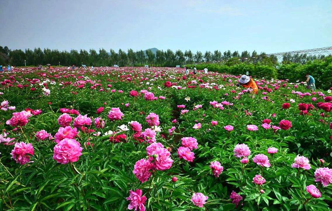 莫道春深百花残芍药花开正芬芳