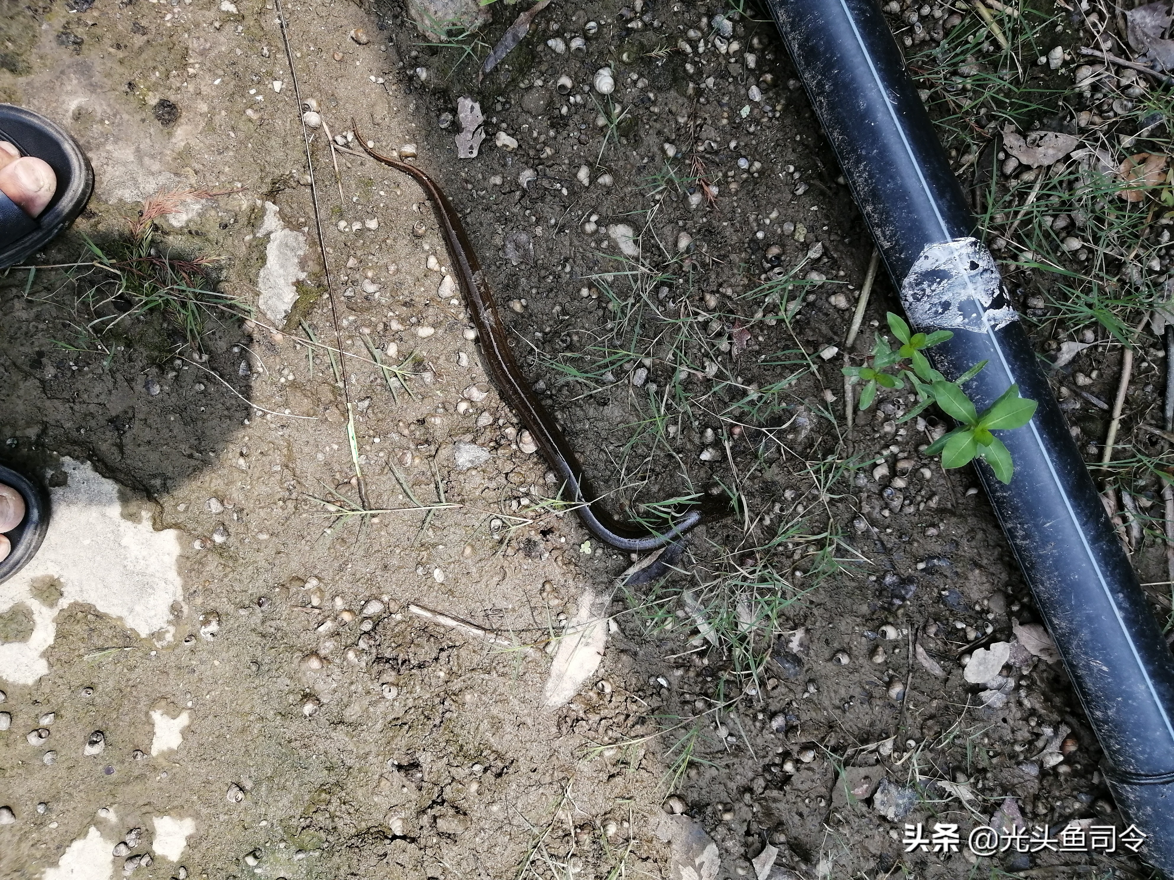 钓黄鳝引钩教学,钓黄鳝的引钩怎么做