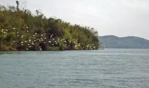 百里柳江“龙凤胎”，这块地为什么这么贵？玄机在这里