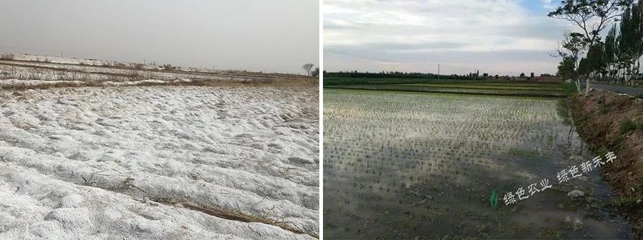 盐碱地不适宜植物生长是因为,盐碱土地为什么不能生长