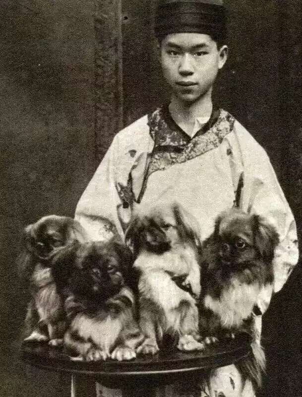 世界顶级北京犬,十大名犬北京犬