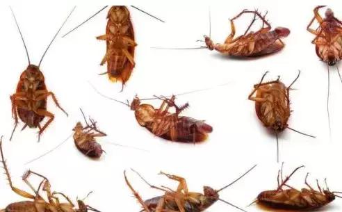 原来蟑螂最怕它，地上撒上少许，比蟑螂药好用