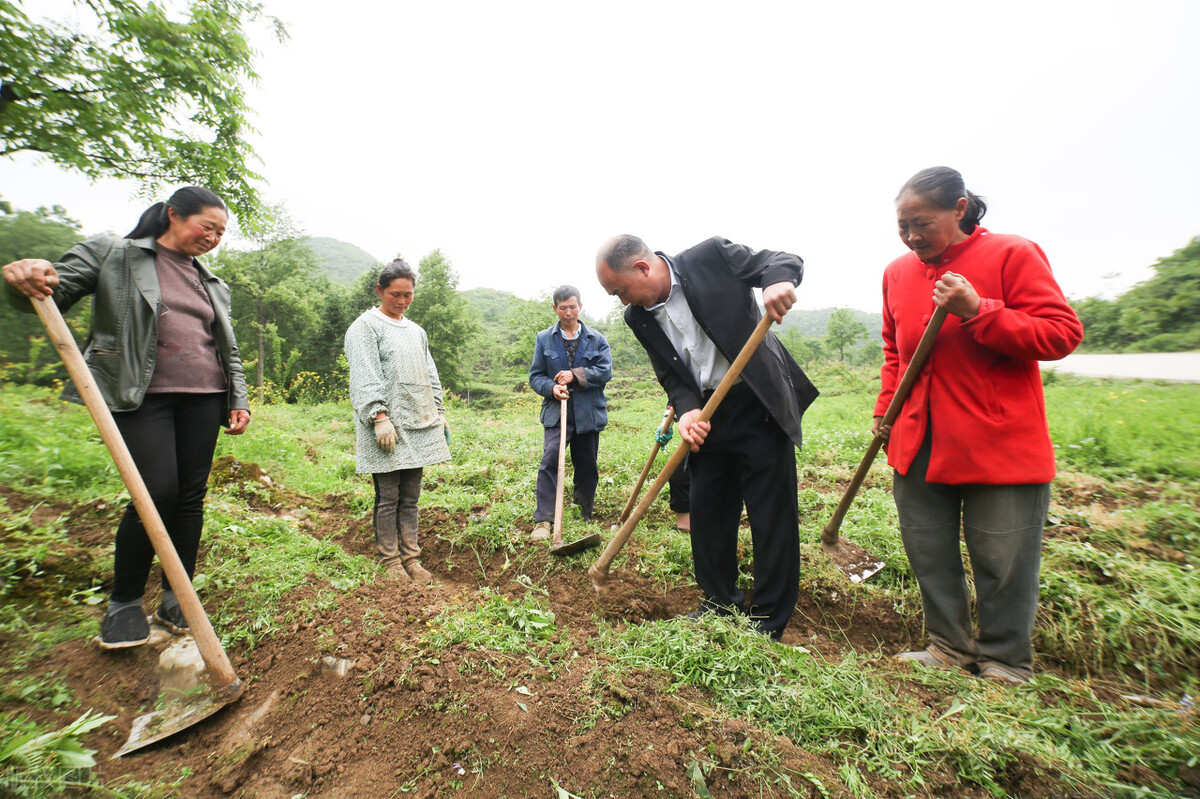 魔芋致富大产业,种植魔芋效益如何