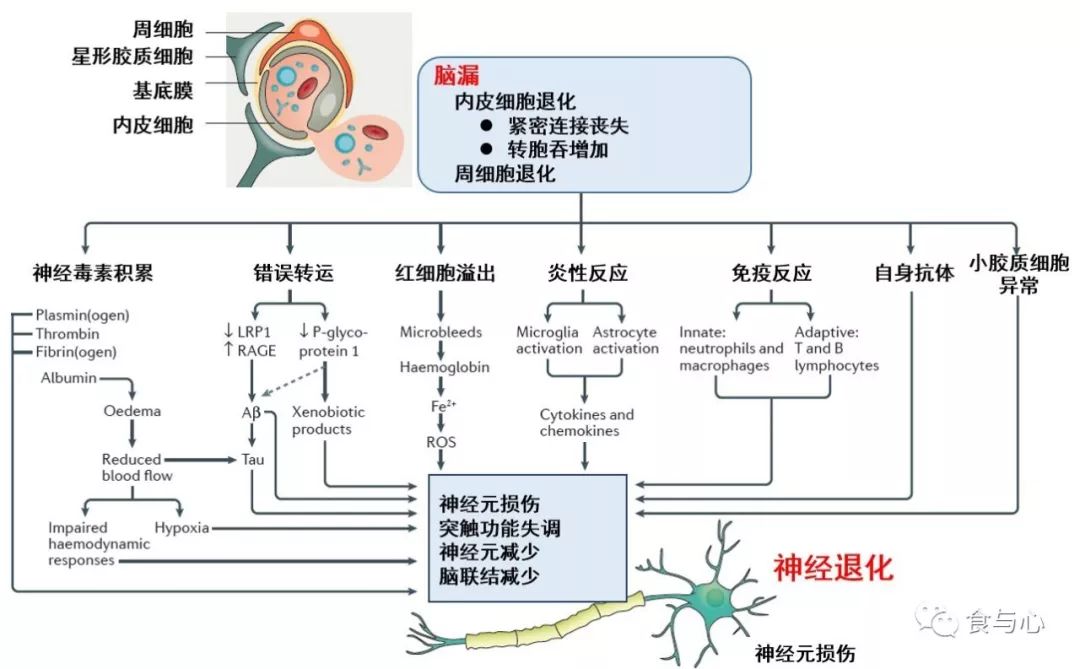 肠漏症的三大指标,肠漏症和脑漏症