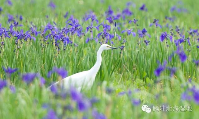 腾冲旅游注意事项及禁忌,腾冲小众宝藏旅行地