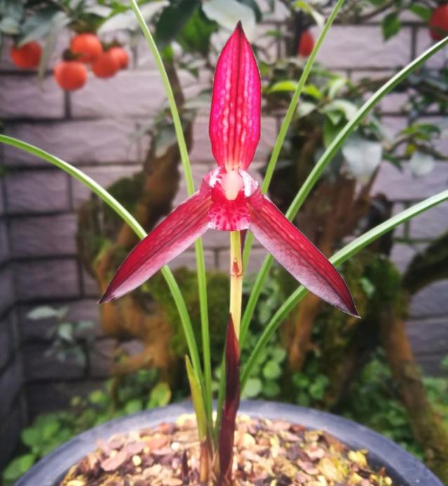 国兰第一名红素兰花,春兰十大红素兰图