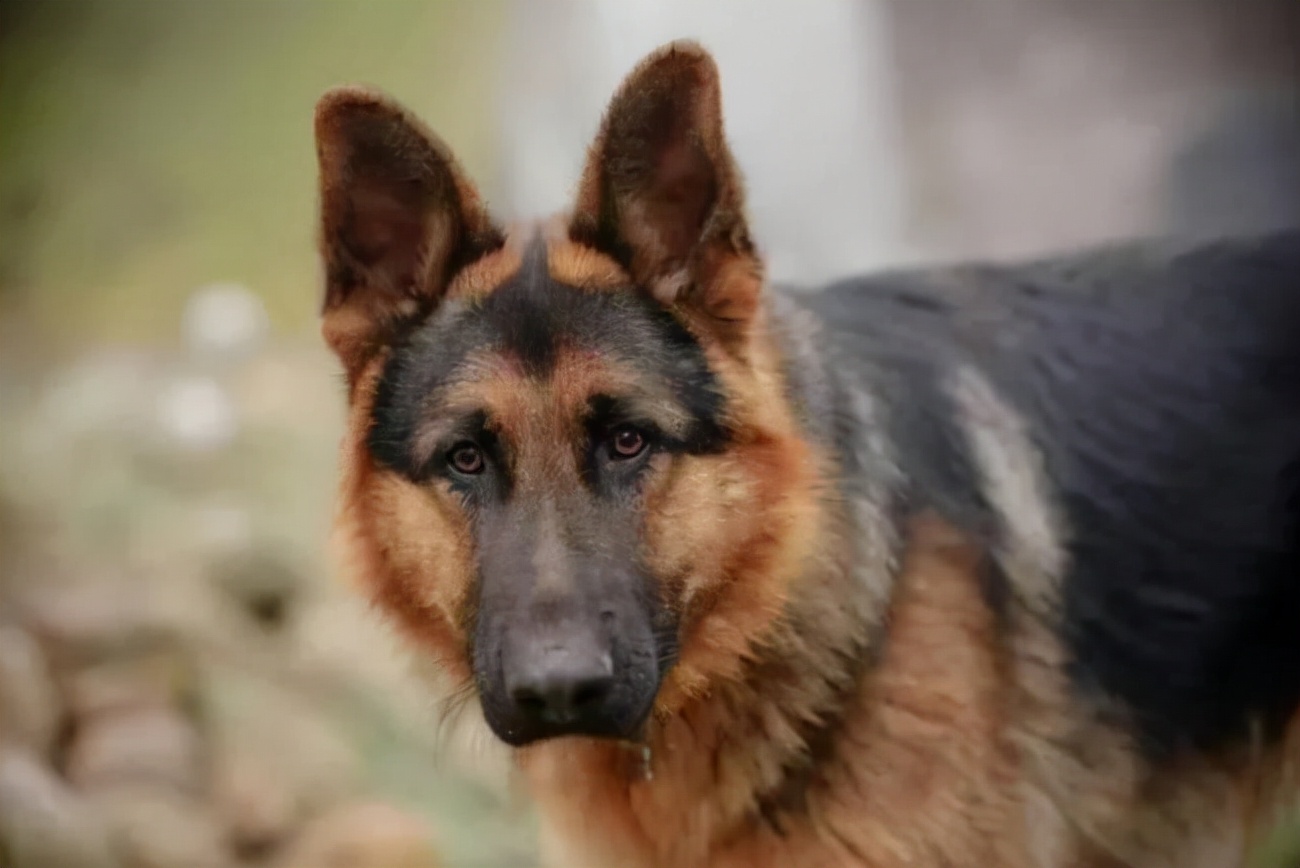 牧羊犬的体味重吗,德牧牧羊犬体味大吗