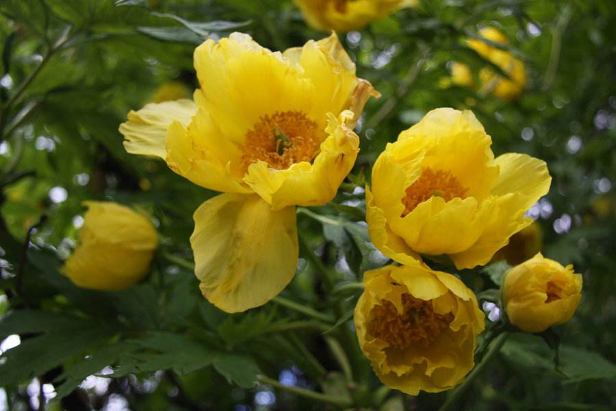 牡丹,熟悉而陌生——“花王”的前世今生,带你重新认识牡丹