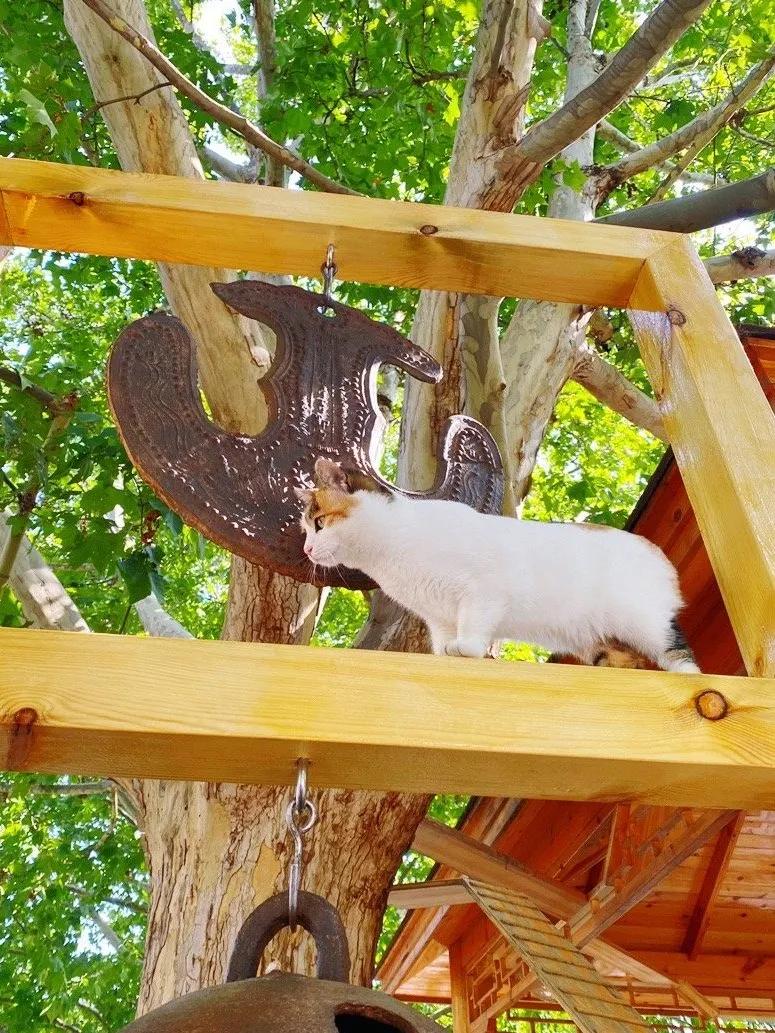 米麒麟：我掉缸怎么了？