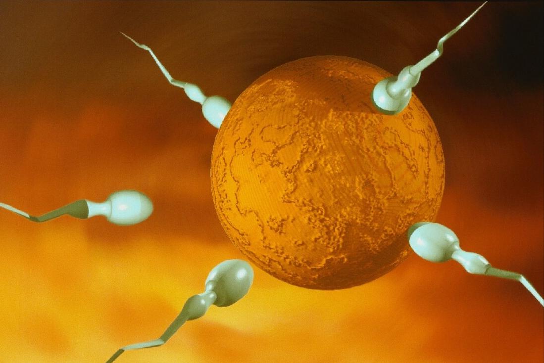 试管婴儿取4个卵剩下都是空卵,做试管婴儿是不是经常要往医院跑