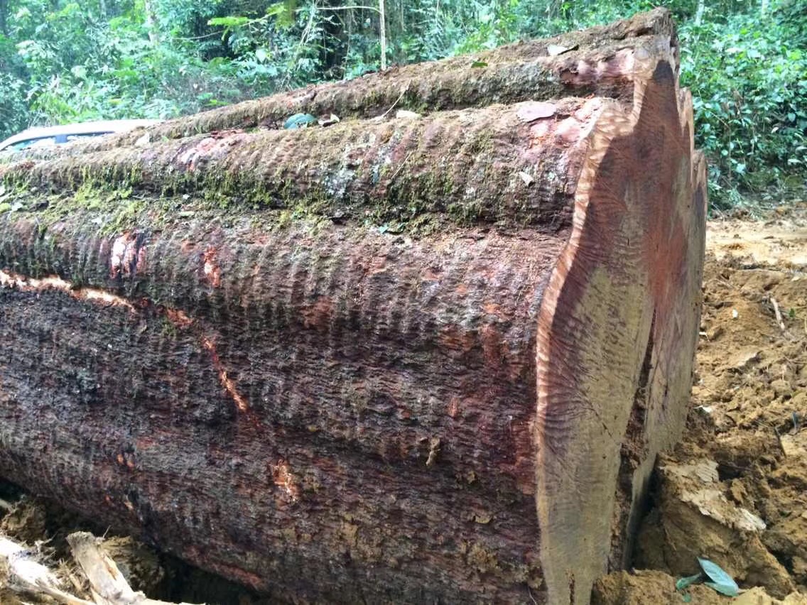 暗访广东天价大板生产基地,原料全是称斤拉木头,富豪还排队来买
