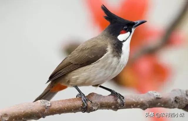 冬天到了小鸟会飞往哪里过冬,冬天到了鸟儿去哪了