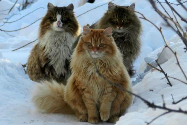 最便宜但是又最好的猫有几种,最贵的猫有哪几种