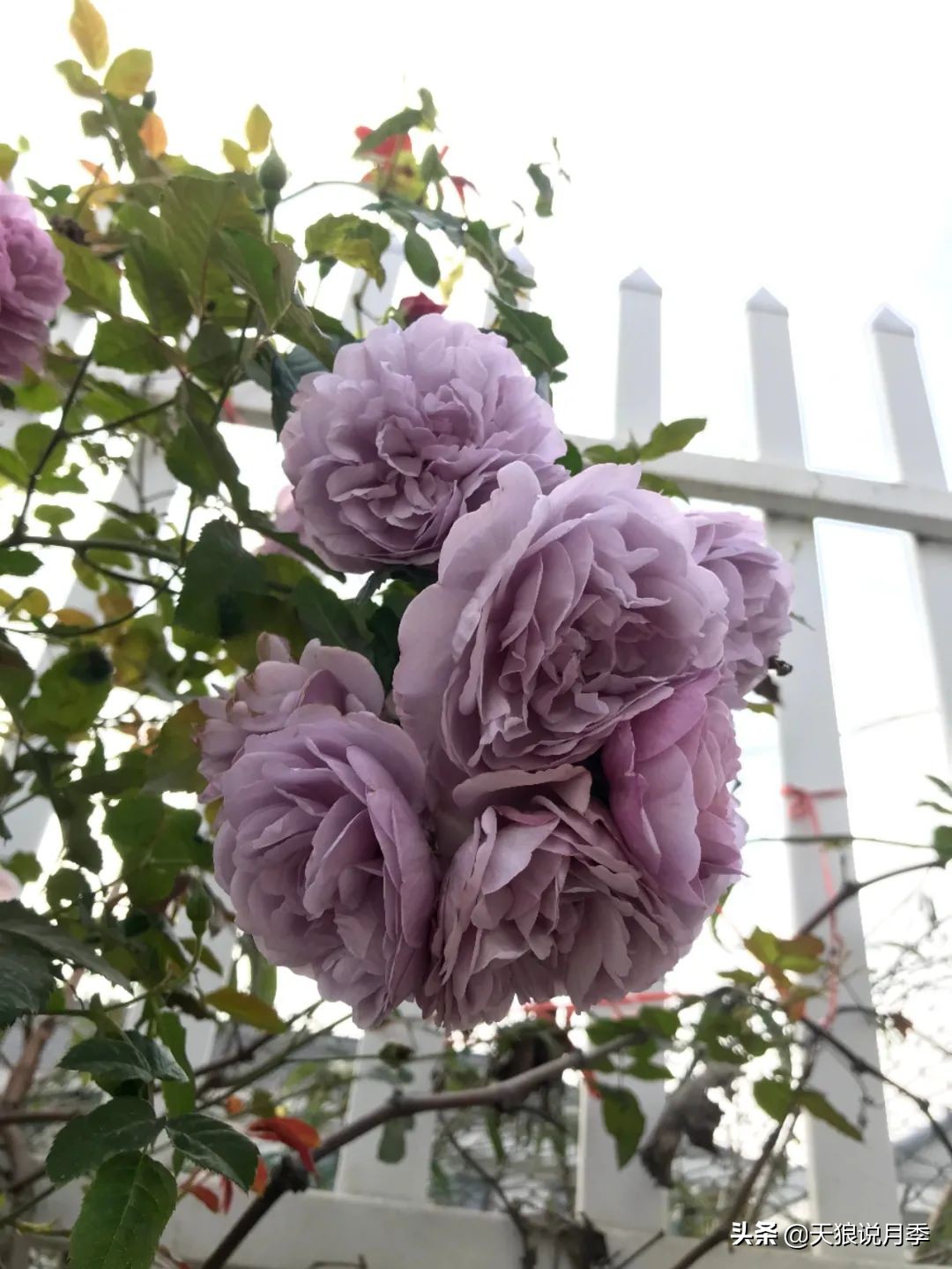 不用再羡慕别人家的院子,庭院养护全攻略