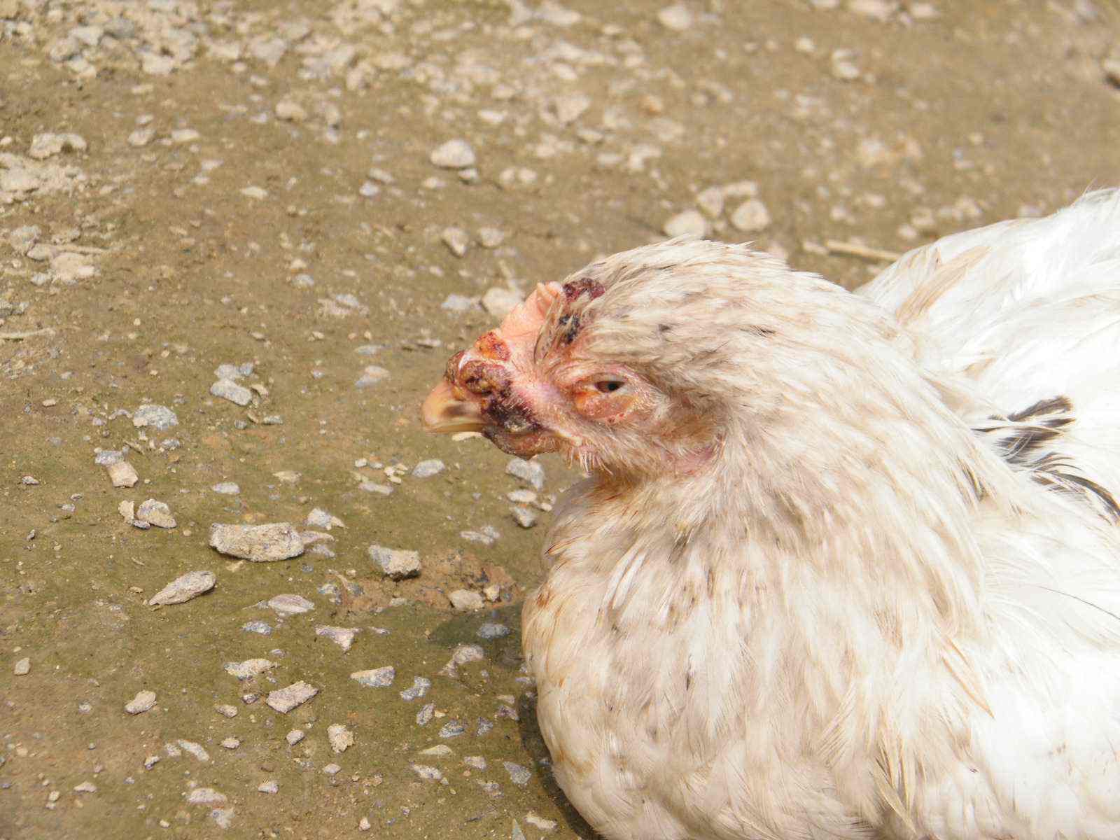 家禽皮肤病有几种,禽痘病怎么预防