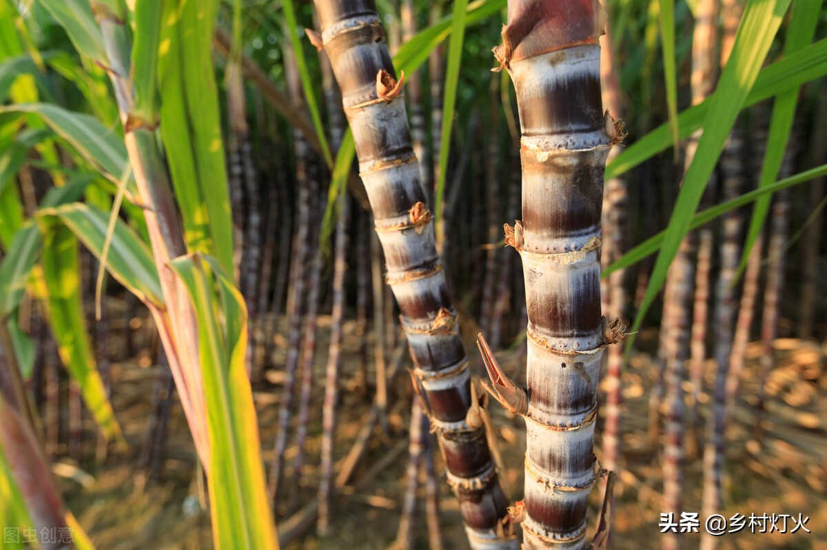 甘蔗出现红色的是什么原因,甘蔗断面有红丝