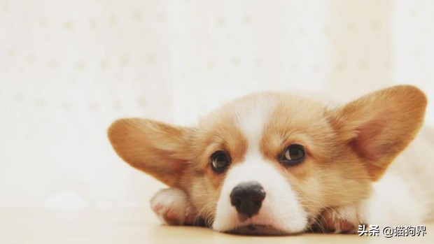 如何对待狗狗的铲屎官,铲屎官对狗狗的迷惑行为