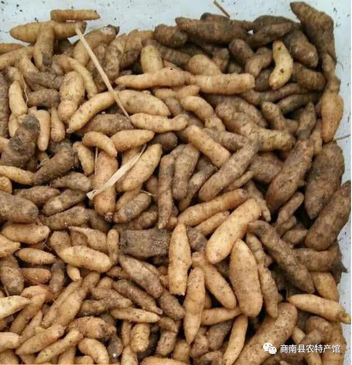 商南县天麻,商洛商南土特产