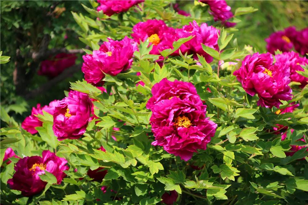 富贵吉祥的植物有哪些,最适合庭院种植的10种吉祥植物