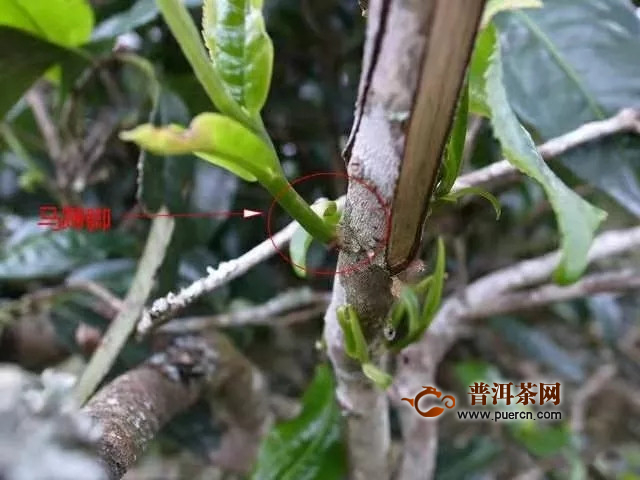 普洱茶里的马蹄是什么,普洱茶里马蹄是什么