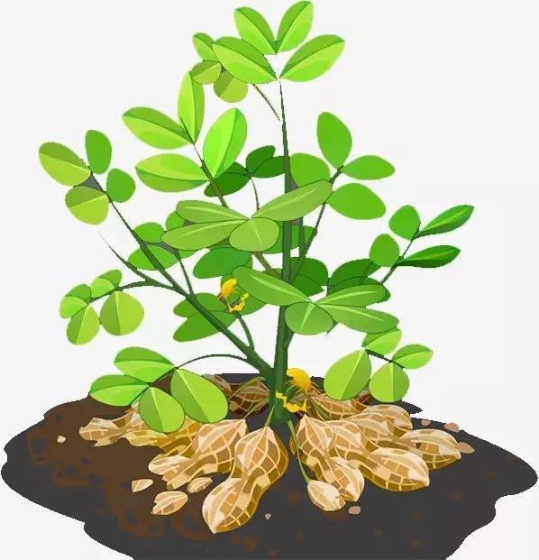 长生果的功效与作用及用途,长寿果的营养价值及功效与作用