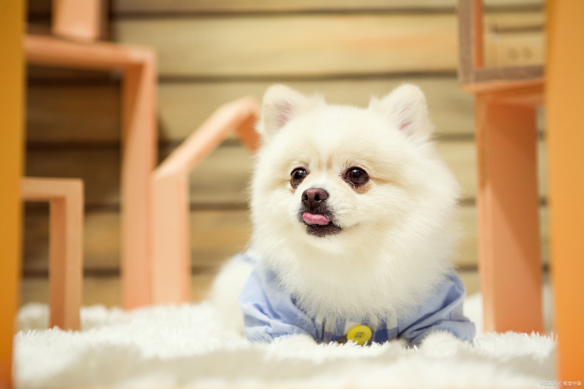 博美一天吃多少狗粮合适,博美一天喂多少狗粮正常