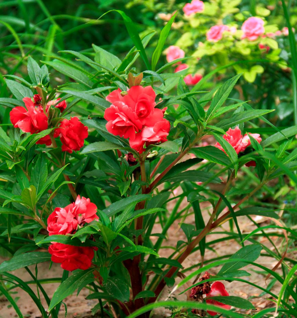 小时候经常见又叫不上名字的植物,一些常见的能吃的植物名称