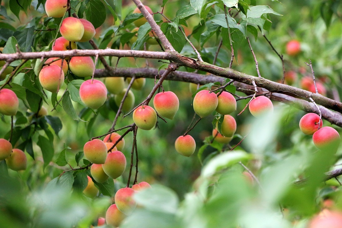诏迎天下客,乐业青梅乡——诏安县聚力发展青梅产业