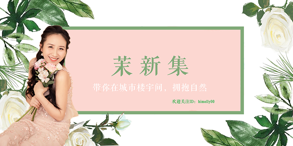 玫瑰护理精油孕妇可用吗,孕妇可以用洋甘菊精油