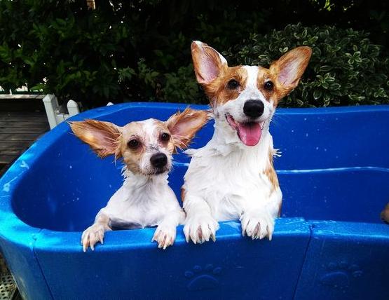 新手可以饲养柯基吗,饲养柯基6大禁忌你做过几个