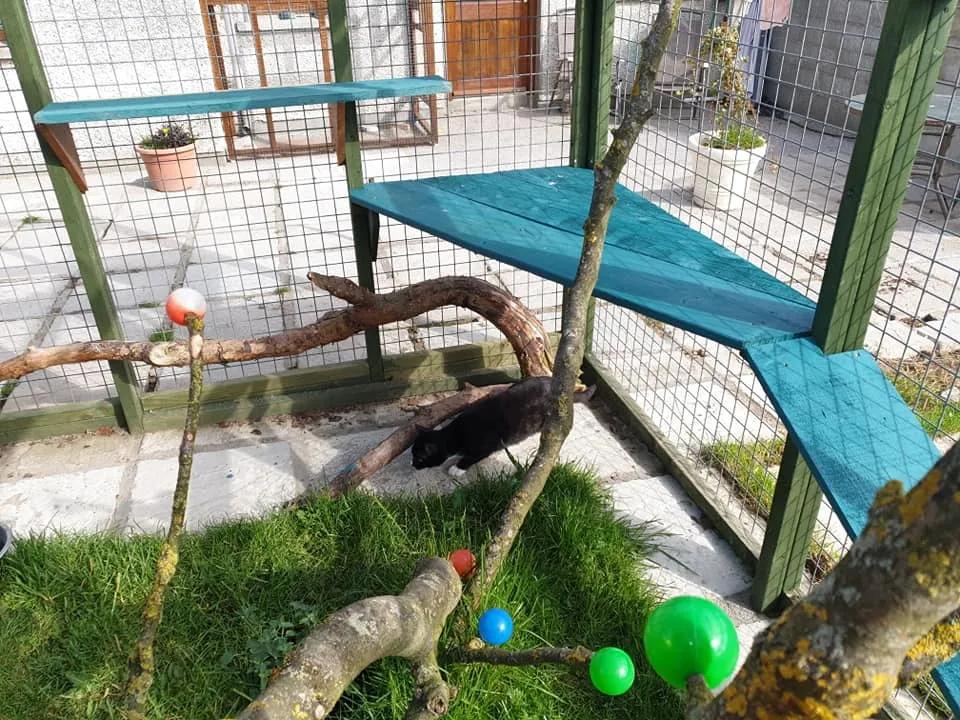 拥有“私家园林”，游遍世界各地，这些猫咪的生活太让人羡慕了吧