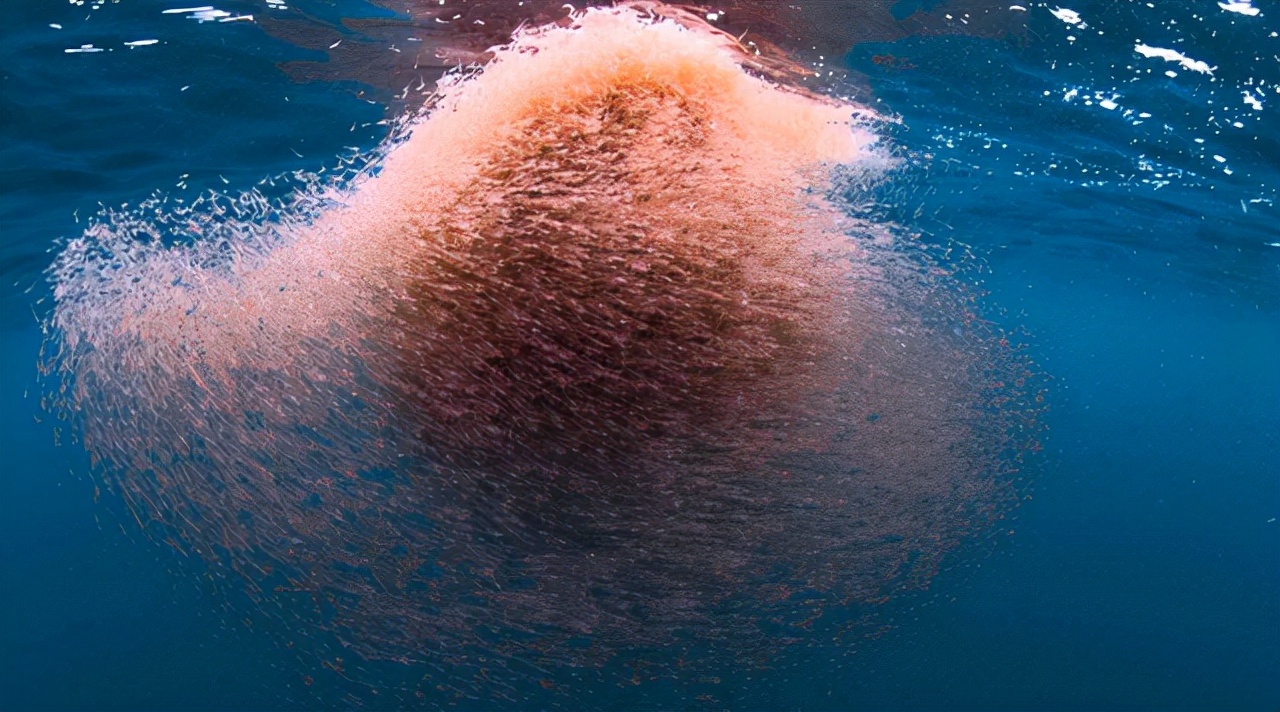 南极磷虾比粮食还要多,南极磷虾有多少