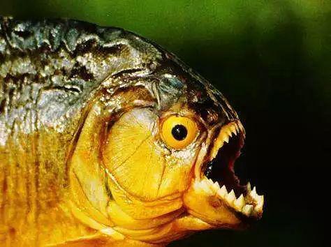 筑牢国门生物安全防线,国门生物安全当好国门卫士