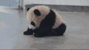 大熊猫有多强大,大熊猫也有这本事吗