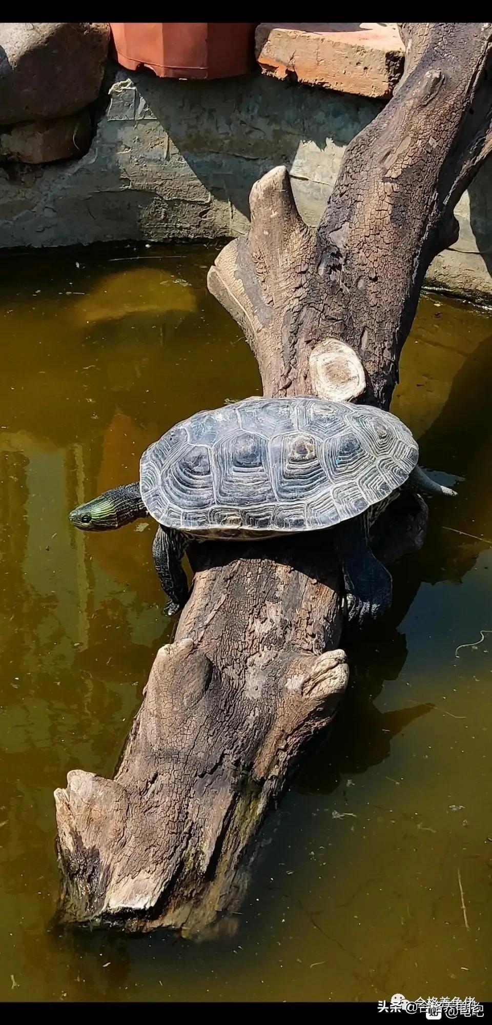 怎么给龟苗布置环境,怎么给龟龟设置深水区