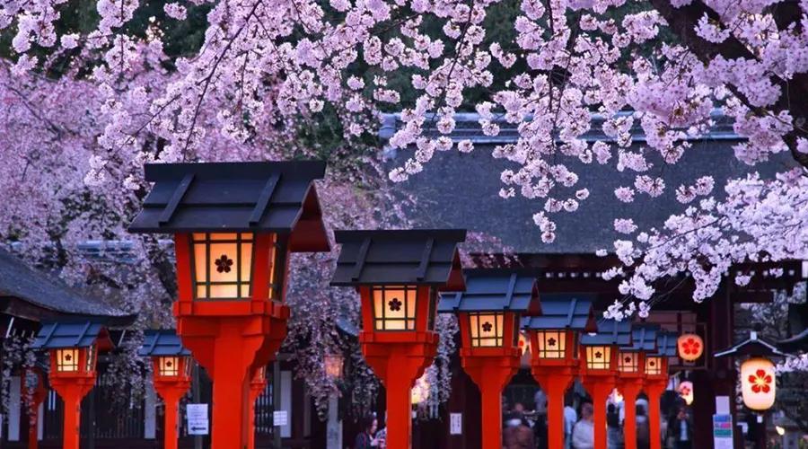 疫情期间为了赏樱花，憋坏了的日本人都想出了哪些另类方法？