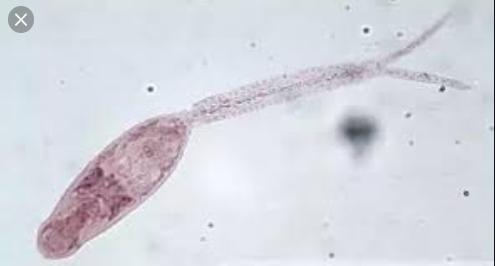 养鱼鱼眼发白怎么治,观赏鱼鱼眼凸起怎么治疗