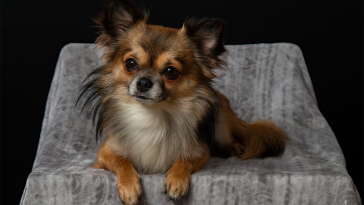 怎么正确给狗狗戴项圈,怎么纠正狗狗不爱回家