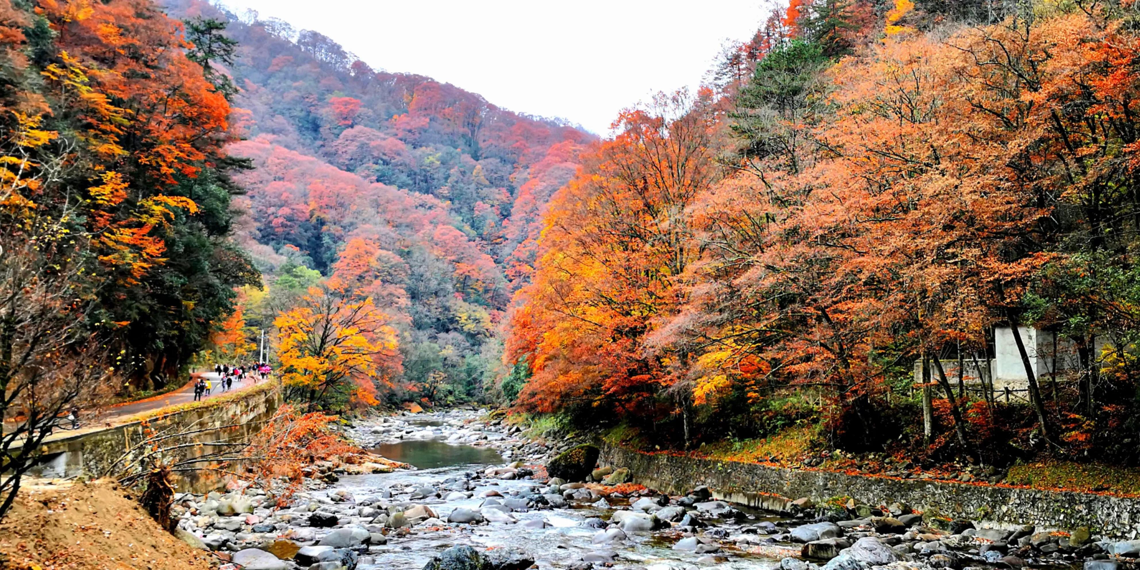 秋天的怀念作者,秋天的怀念