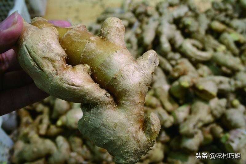 姜的催芽,姜催芽的办法有哪些图片