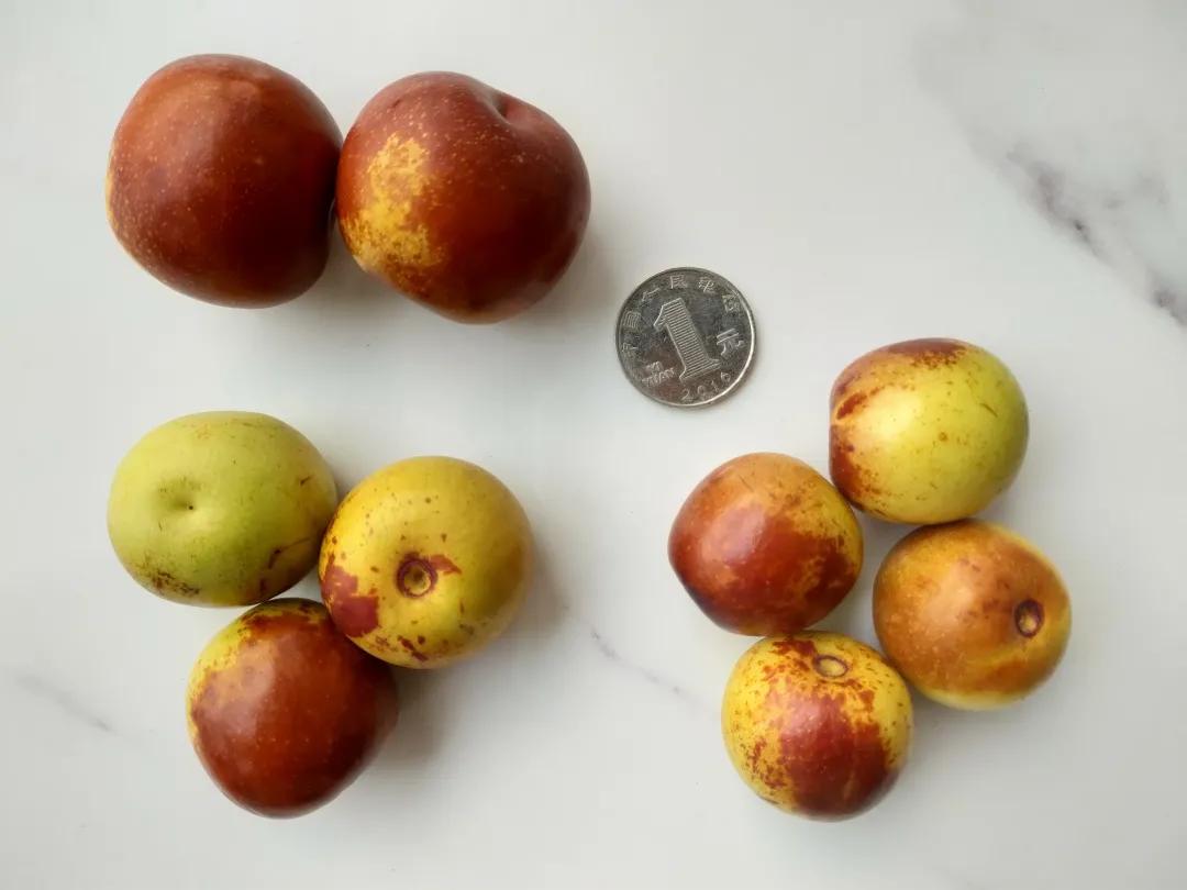 心肝宝贝奖门人:秋季最补Vc的水果,7颗就相当于1碗饭