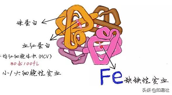 医学知识科普缺铁,医学科普能解决什么问题