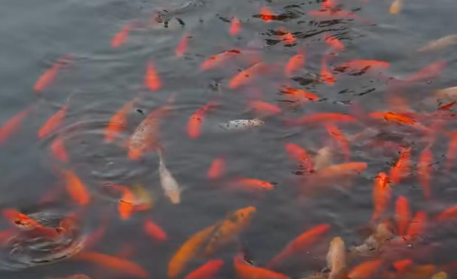 怎么养金鱼金鱼才不会死,正常情况下金鱼可以养多久