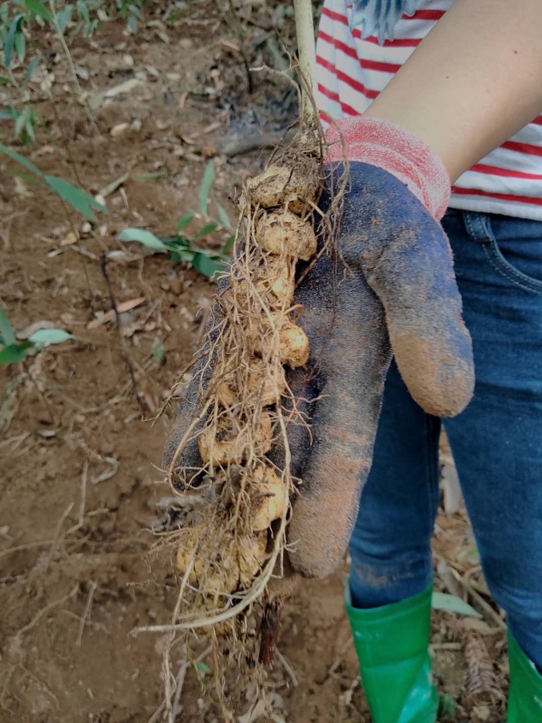 种的黄精现在可以埋复合肥料吗,黄精种植用什么肥料最好