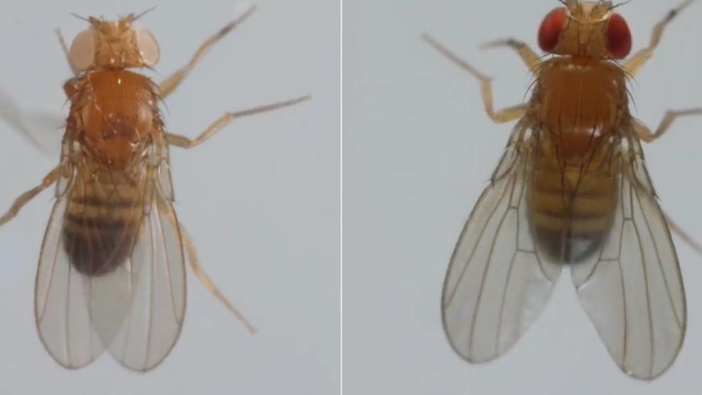 又想对华输入“病毒”？海关拦截美国怪异包裹，内藏66管黑腹果蝇