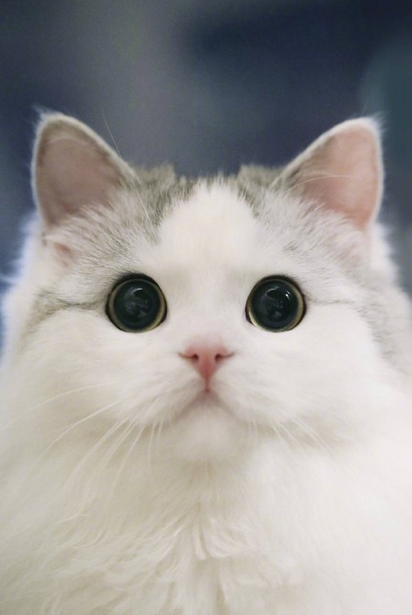 蕲蛇由来的趣味故事