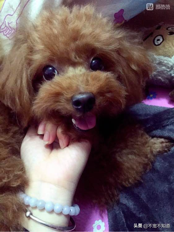 狗狗子宫蓄脓绝育后怎么办,狗狗子宫蓄脓直接绝育可以吗