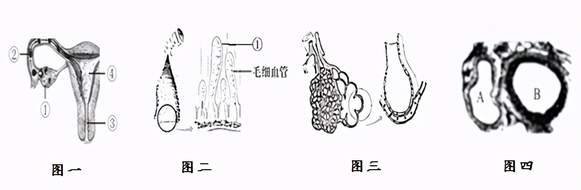 临沂罗庄七下生物期中试卷,临沂七下生物期中试卷